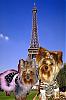 YorkieTalk Couples-chloetucker.jpg