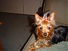 YorkieTalk Couples-dsc01168-400-x-300-.jpg
