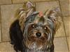 YorkieTalk Couples-tobi-headshot.jpg