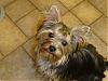 YorkieTalk Couples-savannah-headshot.jpg