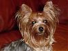 YorkieTalk Couples-sophie-headshot.jpg