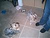 YorkieTalk Couples-luigi-brasco-150.jpg