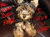 YorkieTalk Couples-bear-luvs-coco.jpg