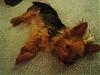YorkieTalk Couples-dsc01415-400-x-300-.jpg