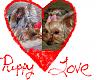 YorkieTalk Couples-lexted.gif