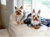 YorkieTalk Couples-freshandclean.jpg