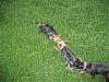 YorkieTalk Couples-img_1900-small-.jpg