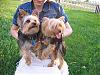 YorkieTalk Couples-img_1924-small-.jpg