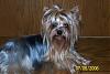 YorkieTalk Couples-pretty-lola.jpg