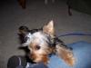 Bentley's first bow..-100_0945.jpg