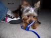 Bentley's first bow..-100_0947.jpg