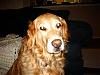 YorkieTalk Couples-pict0114.jpg