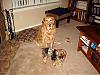 YorkieTalk Couples-pict0112.jpg