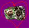YorkieTalk Couples-dixie-eddie.jpg