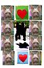 YorkieTalk Couples-weecard.jpg
