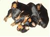 Look at this funny puppy pile-funny-600-x-450-.jpg