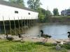 Sully vs. the Ducks at the park (AKA 'Swimming Chickens'?) - VIDEOS!-coveredbridge.jpg