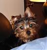 My New Yorkie Puppy-dyson.jpg