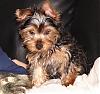 My New Yorkie Puppy-dyson4.jpg