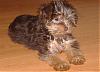 My Chocolate Yorkie Poo-coco3.jpg