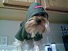 My little gangster!!!!-gangsta-dog.jpg