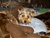 YorkieTalk Couples-hpim0206.jpg