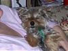 YorkieTalk Couples-hpim0282.jpg