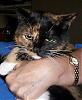YorkieTalk Couples-100_0671.jpg
