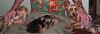 YorkieTalk Couples-100_0603.jpg