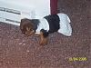 New Yorkie Mom-000_1211.jpg