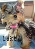 Introducing my Yorkie-lola2.jpg