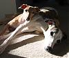 Bela and the sighthounds say HELLO from Alaska-bluerita.jpg