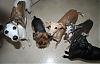 Bela and the sighthounds say HELLO from Alaska-asking-treats.jpg