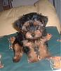 My New little Boy TEDDY he is 9 weeks old this Sunday-teddy_oct.jpg