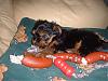 My New little Boy TEDDY he is 9 weeks old this Sunday-teddy_oct_4.jpg