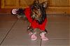 HA HA HA shoes?-footies.jpg
