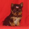 Kahlua is coming home Monday the 16th!!-traceyman1.jpg