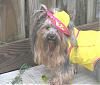 WHEN you have a COOL Rainhat - NO WORRIES !-raincoat-oct-1006.jpg