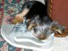 *** Funny Pictures Only ***-toby-shoe-2.jpg
