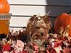 Beautiful Fall Day-img_2131-small-.jpg