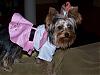 GiGi posing for Halloween!-gigi-poodle.jpg