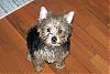 New Yorkie Mom-000_1224.jpg
