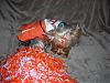 Lexie in Cheerleading & Bear as the Jester!-contest-009-600-x-450-.jpg