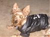 I'm all gussied up in my costume...-starsky-tbird.jpg