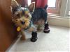 Pics of my baby in new booties!-f11.jpg