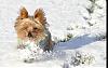 A fine day in the snow-img_6788.jpg