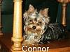 Connor-copy-puppies-035.jpg