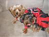 Tucker and Maddie are ready for Halloween!-halloweentuckermaddie-033.jpg