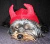 Our little DEVILS are ready for Halloween!-devil-barkley.jpg