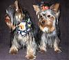 Our little DEVILS are ready for Halloween!-bark-fen-side-halloween-duds.jpg